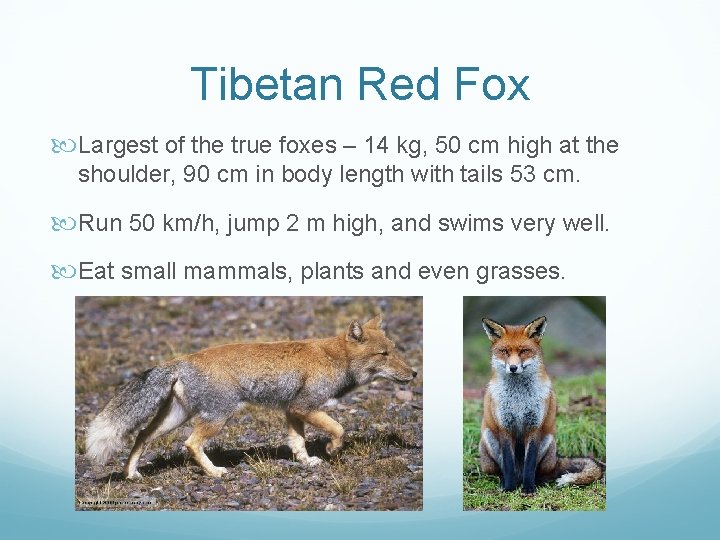 Tibetan Red Fox Largest of the true foxes – 14 kg, 50 cm high