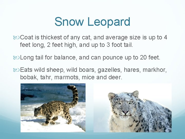 Snow Leopard Coat is thickest of any cat, and average size is up to