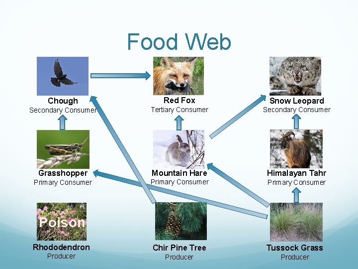 Food Web Chough Red Fox Snow Leopard Secondary Consumer Tertiary Consumer Secondary Consumer Grasshopper