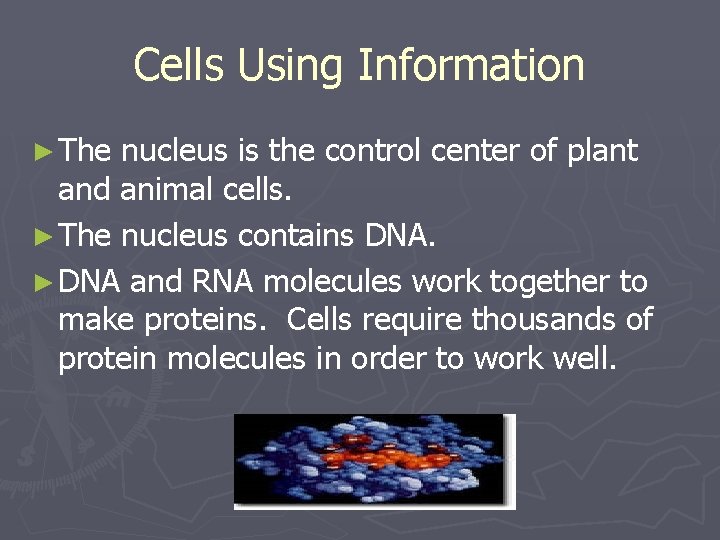 Cells Using Information ► The nucleus is the control center of plant and animal