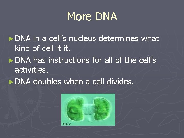 More DNA ► DNA in a cell’s nucleus determines what kind of cell it More DNA ► DNA in a cell’s nucleus determines what kind of cell it