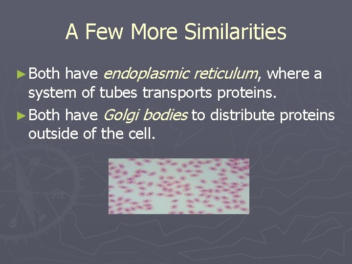 A Few More Similarities have endoplasmic reticulum, where a system of tubes transports proteins.