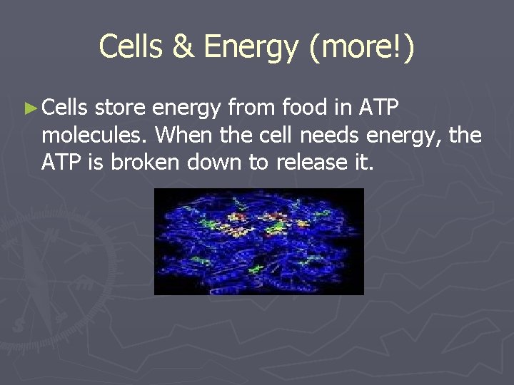 Cells & Energy (more!) ► Cells store energy from food in ATP molecules. When