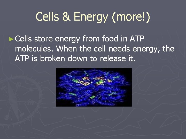 Cells & Energy (more!) ► Cells store energy from food in ATP molecules. When Cells & Energy (more!) ► Cells store energy from food in ATP molecules. When