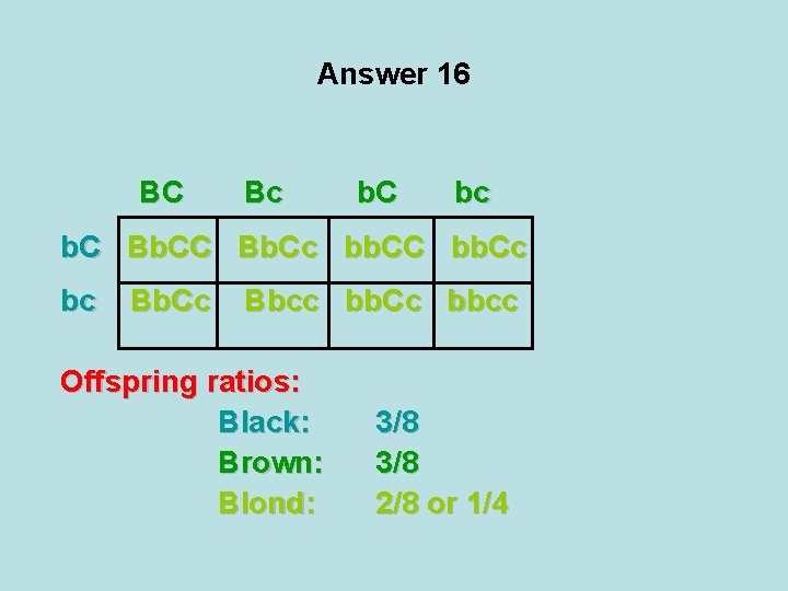 Answer 16 BC Bc b. C bc b. C Bb. Cc bb. CC bb.