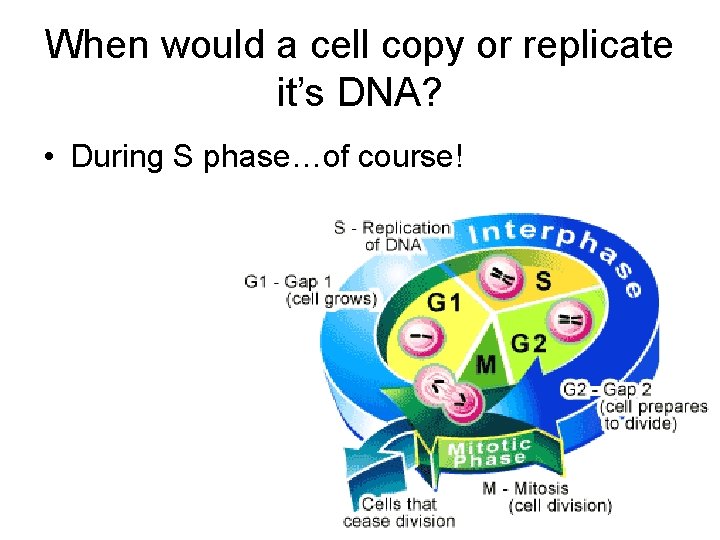 When would a cell copy or replicate it’s DNA? • During S phase…of course!