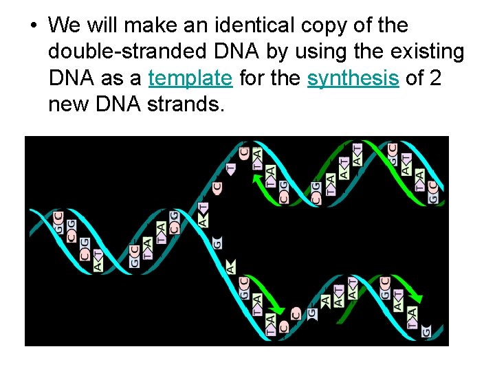  • We will make an identical copy of the double-stranded DNA by using