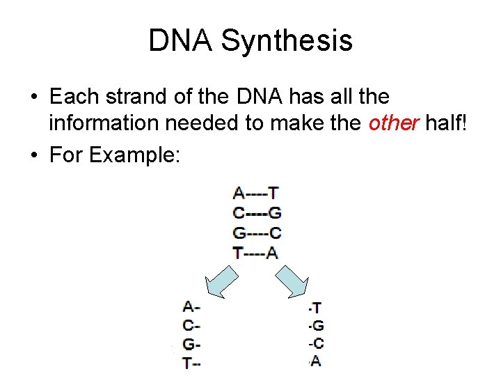 DNA Synthesis • Each strand of the DNA has all the information needed to