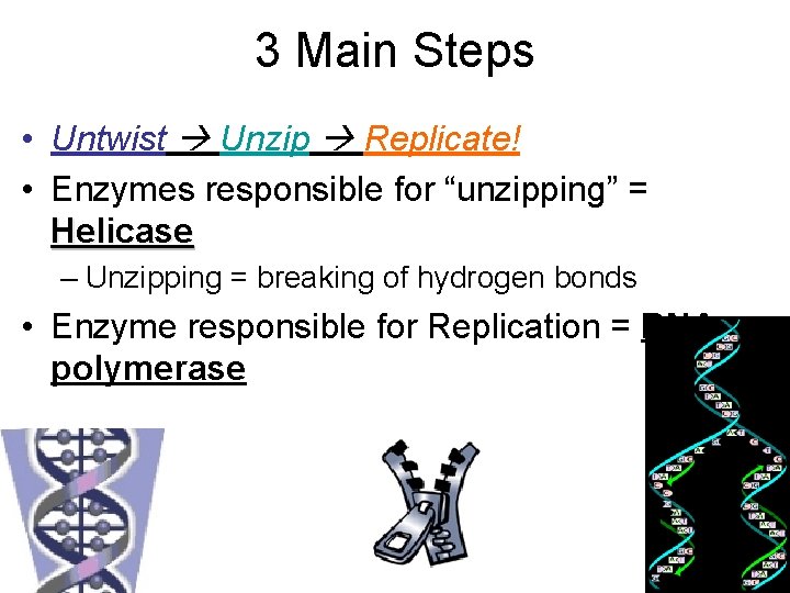 3 Main Steps • Untwist Unzip Replicate! • Enzymes responsible for “unzipping” = Helicase