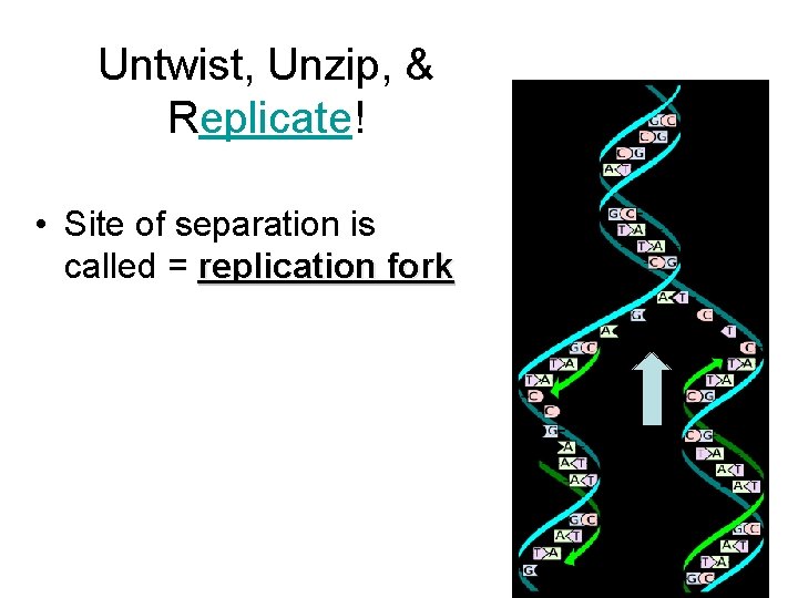 Untwist, Unzip, & Replicate! • Site of separation is called = replication fork 