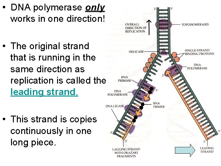  • DNA polymerase only works in one direction! • The original strand that