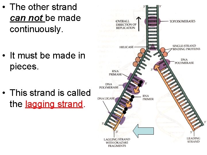  • The other strand can not be made continuously. • It must be