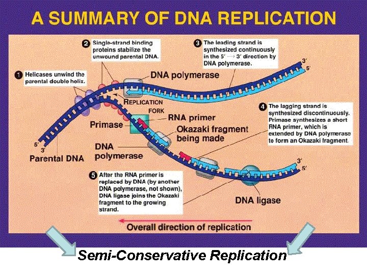 Semi-Conservative Replication 