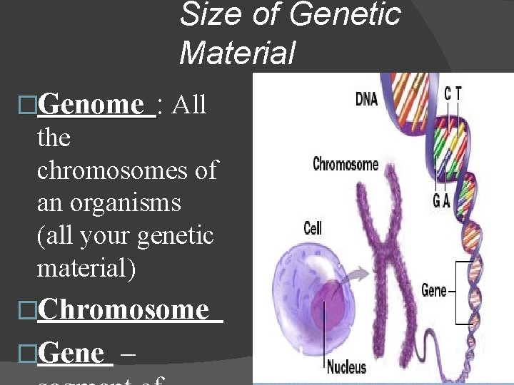 Size of Genetic Material �Genome : All the chromosomes of an organisms (all your