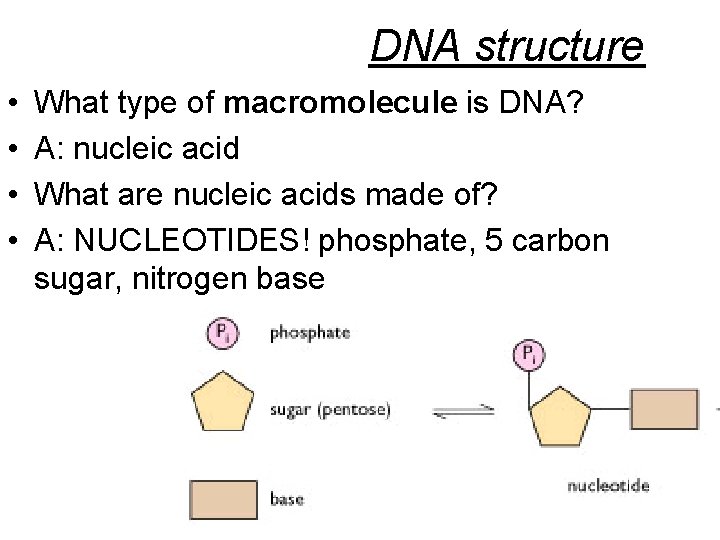 DNA structure • • What type of macromolecule is DNA? A: nucleic acid What