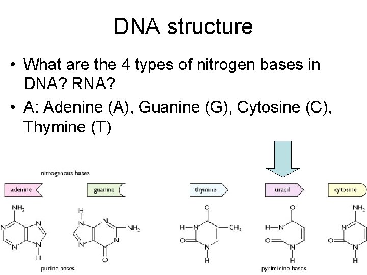 DNA structure • What are the 4 types of nitrogen bases in DNA? RNA?