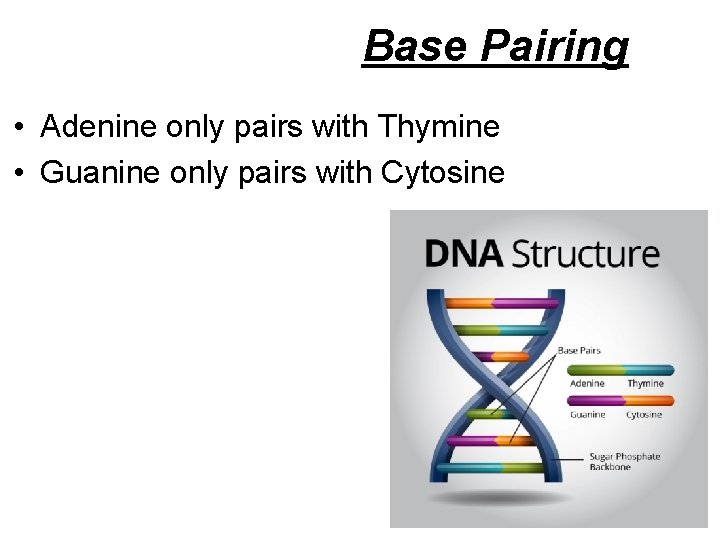 Base Pairing • Adenine only pairs with Thymine • Guanine only pairs with Cytosine