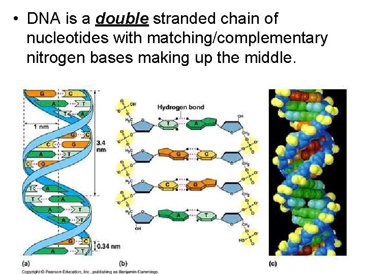  • DNA is a double stranded chain of nucleotides with matching/complementary nitrogen bases