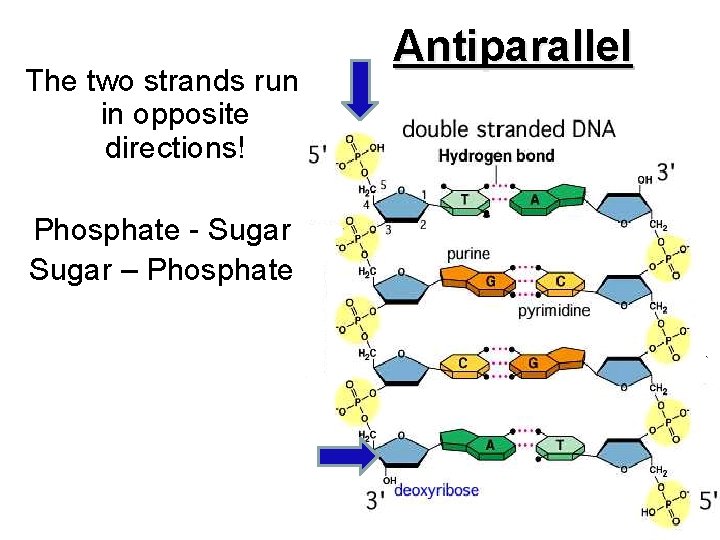 The two strands run in opposite directions! Phosphate - Sugar – Phosphate Antiparallel 