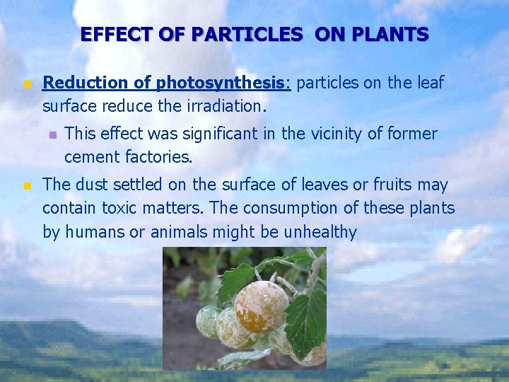 EFFECT OF PARTICLES ON PLANTS n Reduction of photosynthesis: particles on the leaf surface