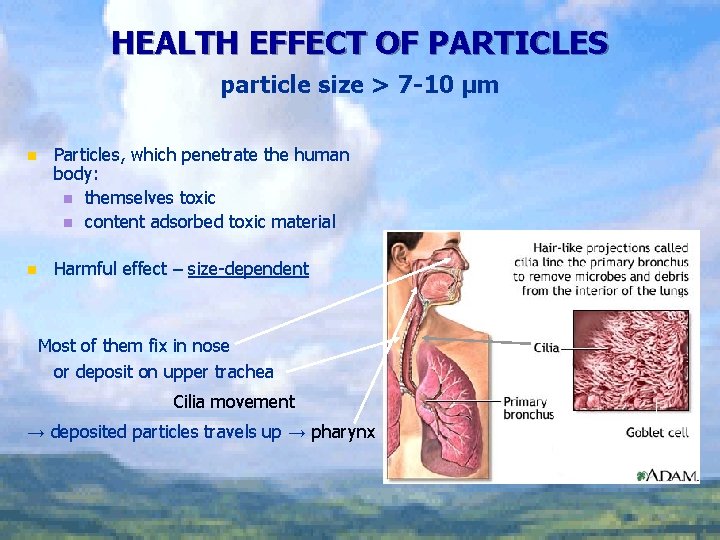 HEALTH EFFECT OF PARTICLES particle size > 7 -10 μm n Particles, which penetrate