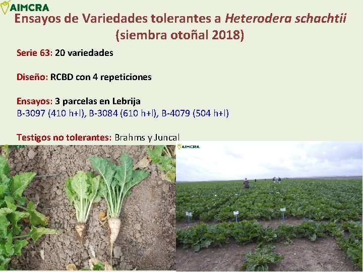 Ensayos de Variedades tolerantes a Heterodera schachtii (siembra otoñal 2018) Serie 63: 20 variedades