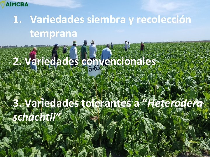 1. Variedades siembra y recolección temprana 2. Variedades convencionales 3. Variedades tolerantes a “Heterodera