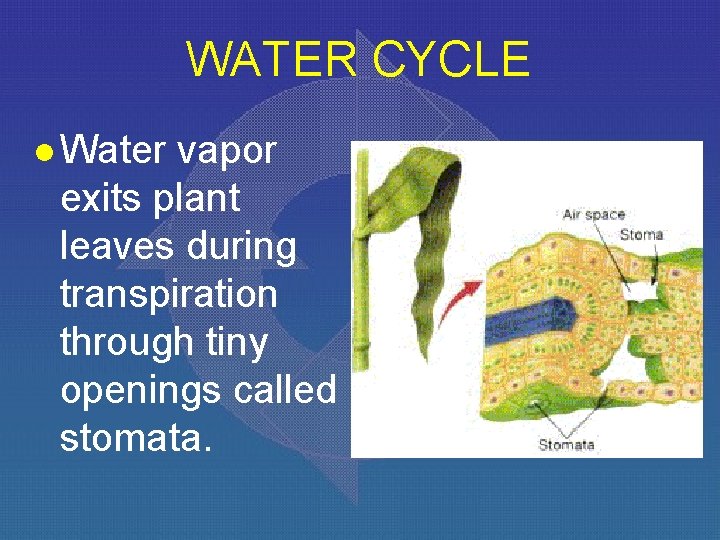 WATER CYCLE l Water vapor exits plant leaves during transpiration through tiny openings called