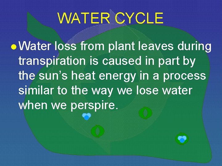 WATER CYCLE l Water loss from plant leaves during transpiration is caused in part