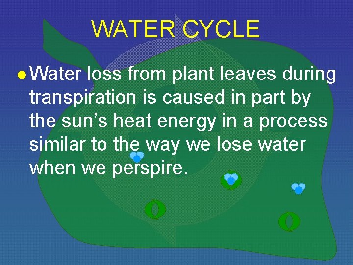 WATER CYCLE l Water loss from plant leaves during transpiration is caused in part