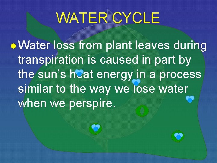 WATER CYCLE l Water loss from plant leaves during transpiration is caused in part