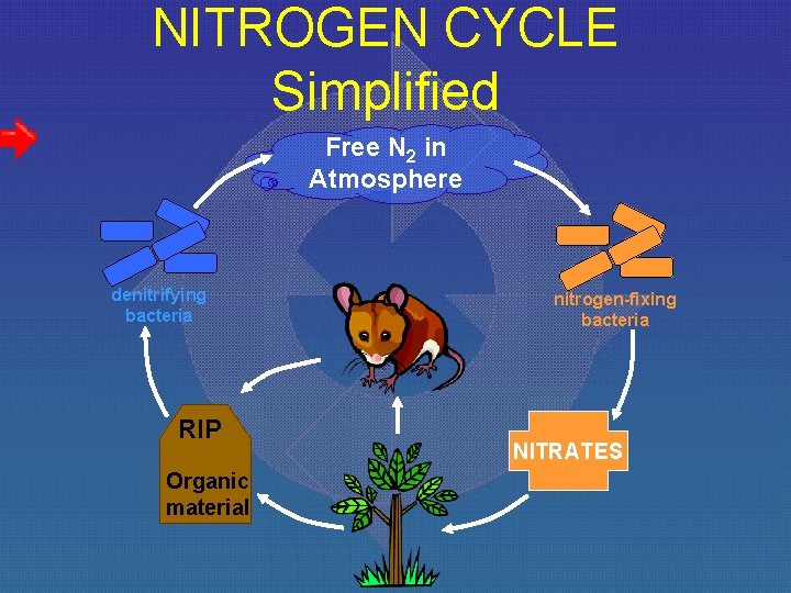 NITROGEN CYCLE Simplified Free N 2 in Atmosphere denitrifying bacteria RIP Organic material nitrogen-fixing