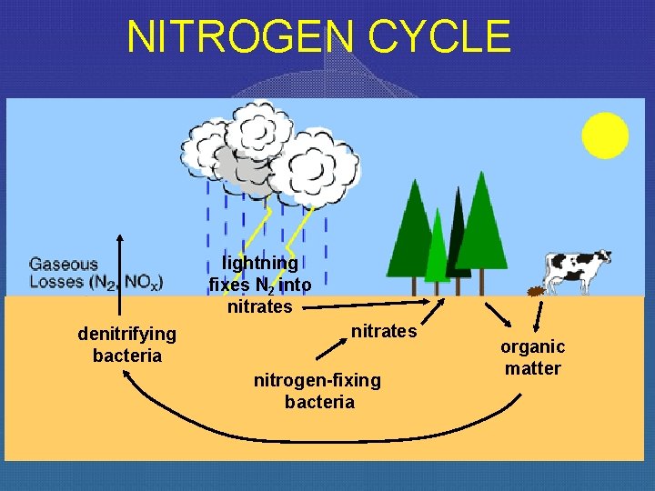 NITROGEN CYCLE lightning fixes N 2 into nitrates denitrifying bacteria nitrates nitrogen-fixing bacteria organic