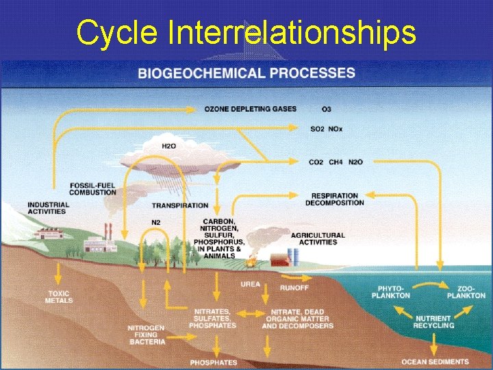 Cycle Interrelationships 