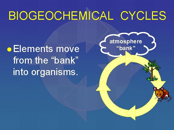 BIOGEOCHEMICAL CYCLES l Elements move from the “bank” into organisms. atmosphere “bank” 