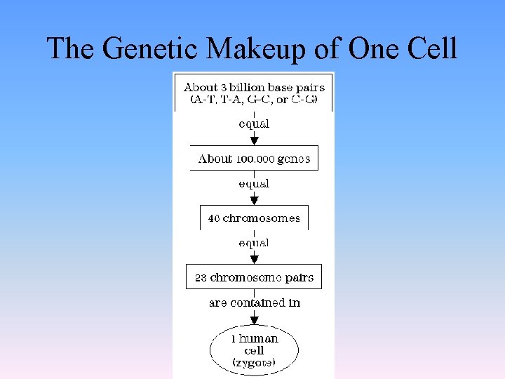 The Genetic Makeup of One Cell 