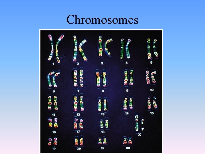 Chromosomes 