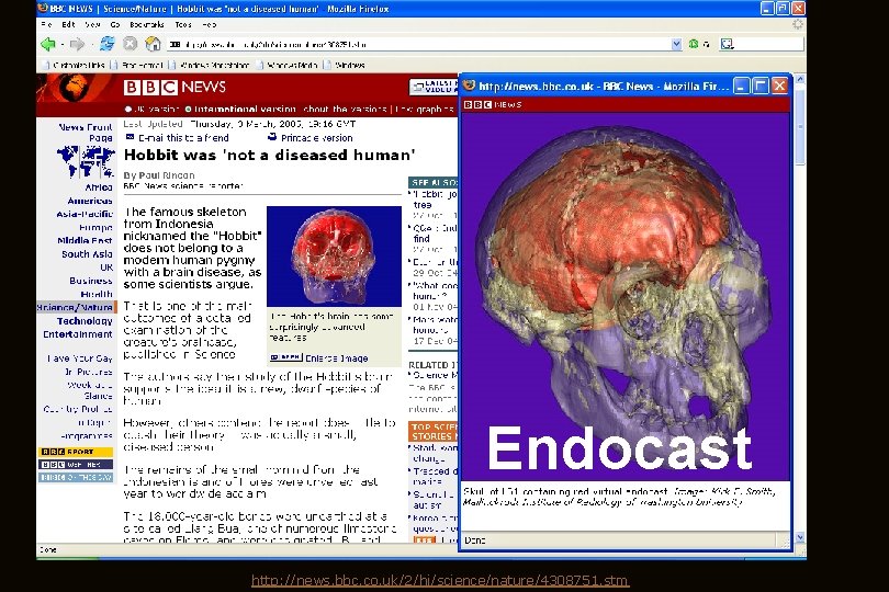 Endocast http: //news. bbc. co. uk/2/hi/science/nature/4308751. stm zzzz 