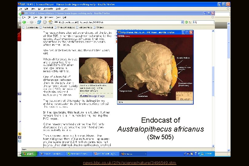 Endocast of Australopithecus africanus (Stw 505) http: //news. bbc. co. uk/2/hi/science/nature/3496549. stm zzzz 