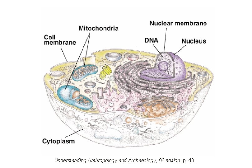 Understanding Anthropology and Archaeology, 8 th edition, p. 43. 