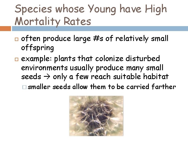 Species whose Young have High Mortality Rates often produce large #s of relatively small