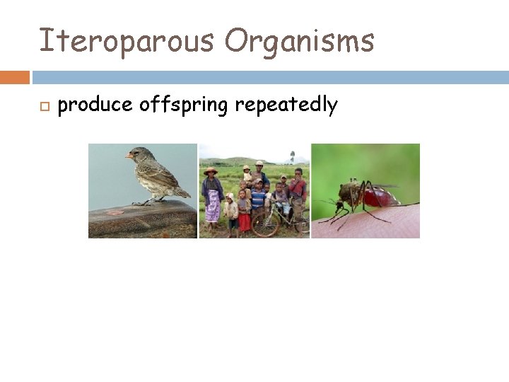 Iteroparous Organisms produce offspring repeatedly 