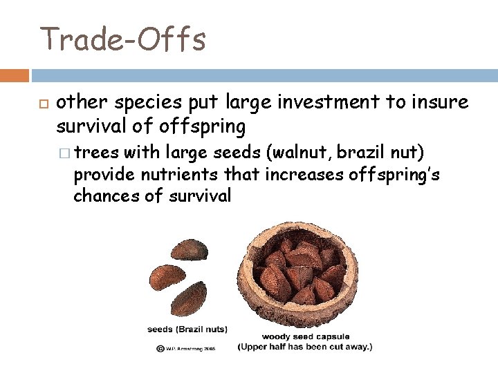 Trade-Offs other species put large investment to insure survival of offspring � trees with