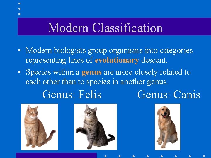 Modern Classification • Modern biologists group organisms into categories representing lines of evolutionary descent.