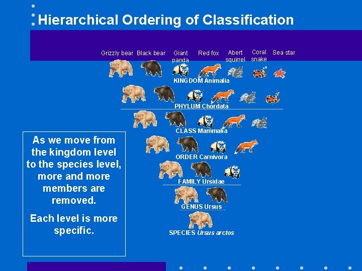 Hierarchical Ordering of Classification Grizzly bear Black bear Giant panda Red fox Coral Sea