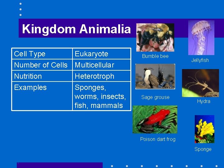 Kingdom Animalia Cell Type Number of Cells Nutrition Examples Eukaryote Multicellular Heterotroph Sponges, worms,