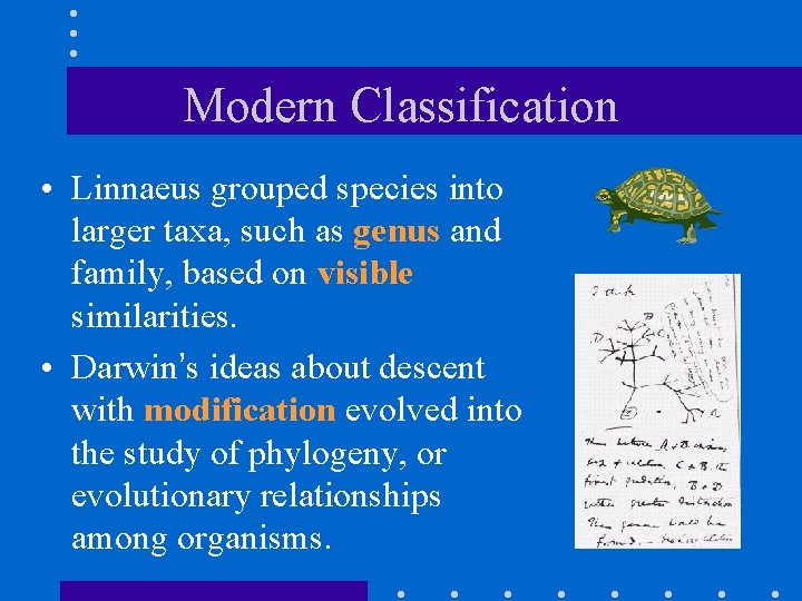 Modern Classification • Linnaeus grouped species into larger taxa, such as genus and family,