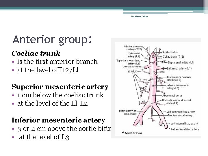 Dr. Maria Zahiri Anterior group: Coeliac trunk • is the first anterior branch •
