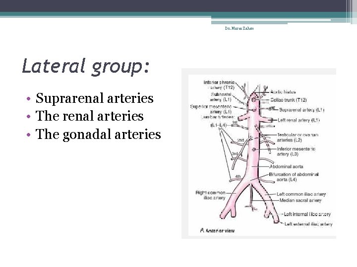 Dr. Maria Zahiri Lateral group: • Suprarenal arteries • The gonadal arteries 