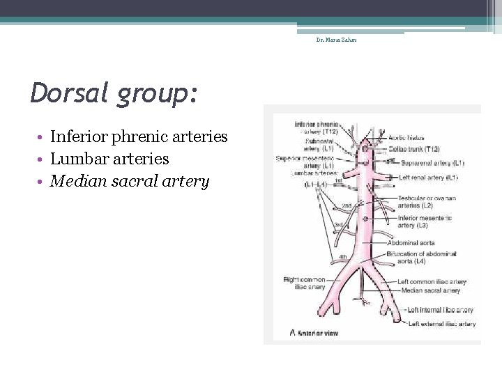 Dr. Maria Zahiri Dorsal group: • Inferior phrenic arteries • Lumbar arteries • Median